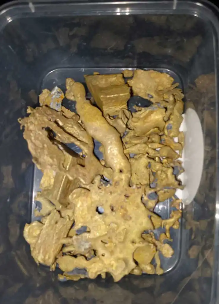 Dragon Gold Papua 21